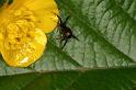 Synaema_globosum_D4920_Z_85_Les Gris_Frankrijk